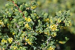 Pimelea serpyllifolia.jpg