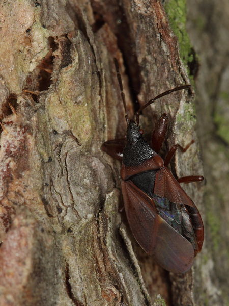 File:Pine Cone Bug (Lygaeidae- Gastrodes grossipes) (7320653352).jpg
