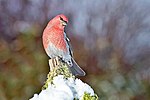 Thumbnail for File:Pine Grosbeak (Columbia).jpg