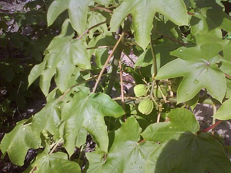 Jatropha mollissima