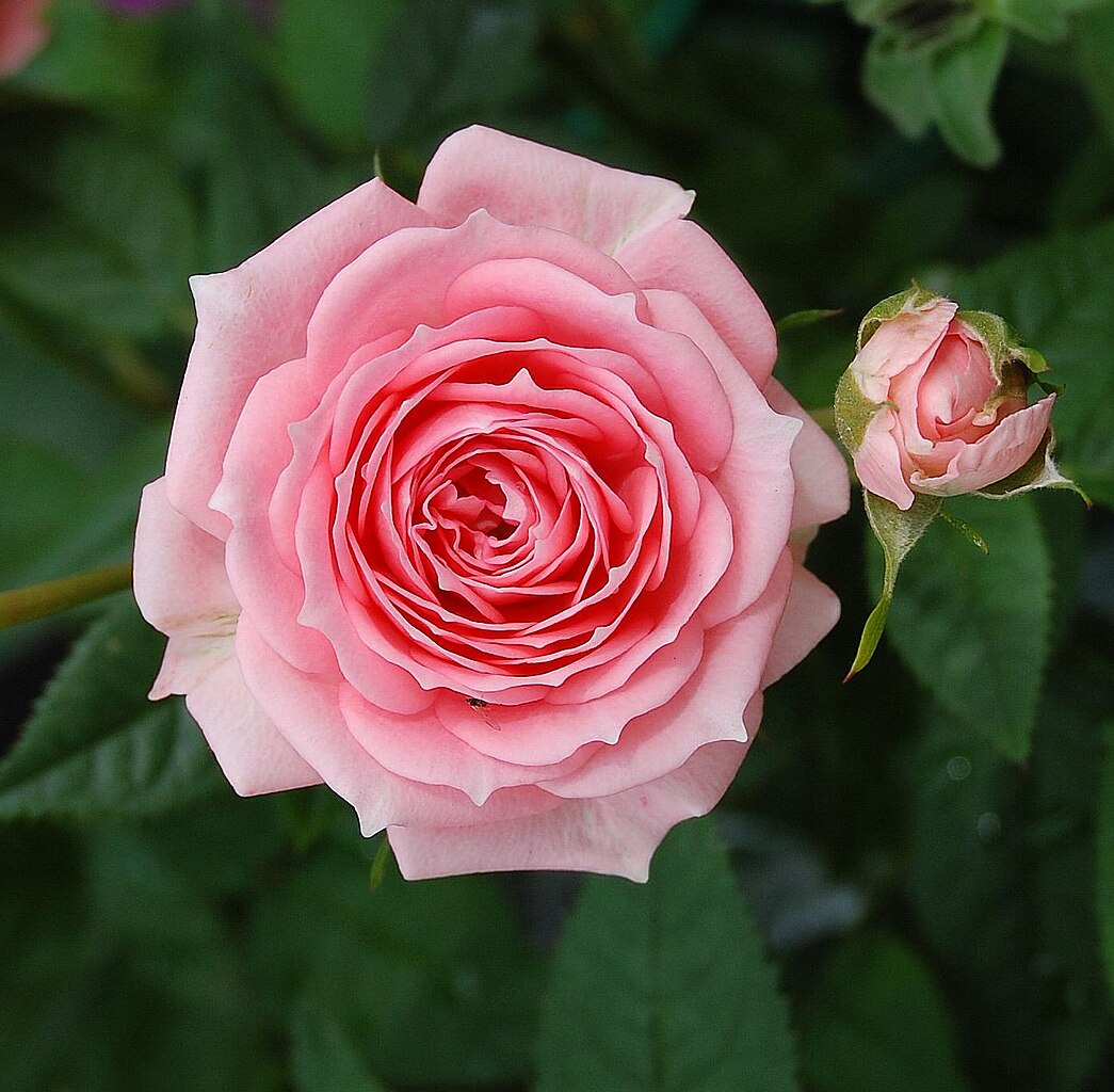 File:Pink rose .JPG - Wikimedia Commons