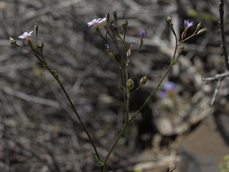 File:Pinyon gilia, Gilia ophthalmoides (32960051028).jpg