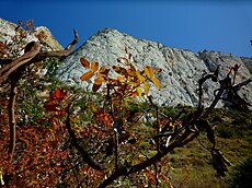 turpentine tree - Encyclopedia of Life