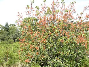 Shrub with fruit; Dehesa Boyal de Puertollano, Spain