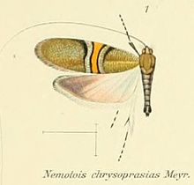 Pl.2-01-(Nemotois) Nemophora chrysoprasias (Meyrick 1907).JPG