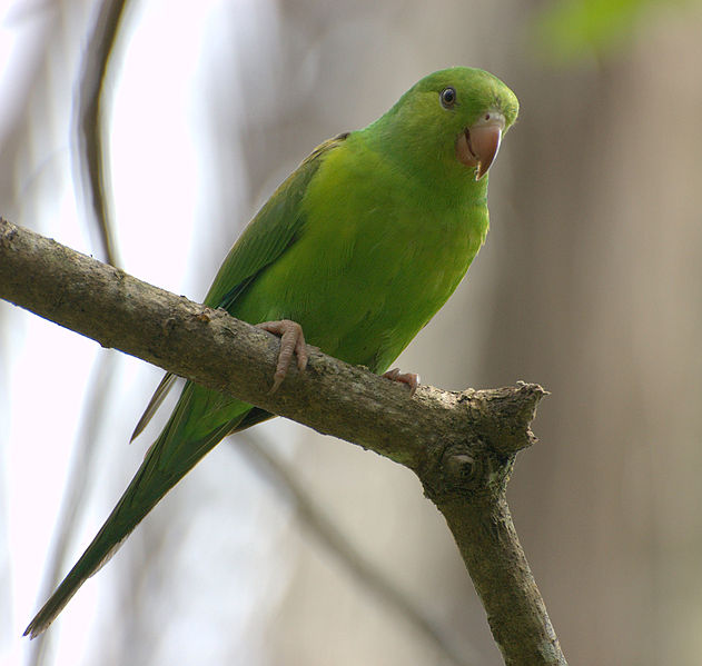 File:Plain Parakeet (Brotogeris tirica) -on branch.jpg