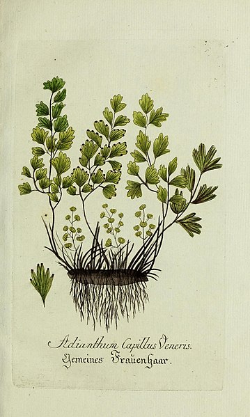 File:Plantarum indigenarum et exoticarum icones ad vivum coloratae, oder, Sammlung nach der Natur gemalter Abbildungen inn- und ausländlischer Pflanzen, für Liebhaber und Beflissene der Botanik (15902988840).jpg