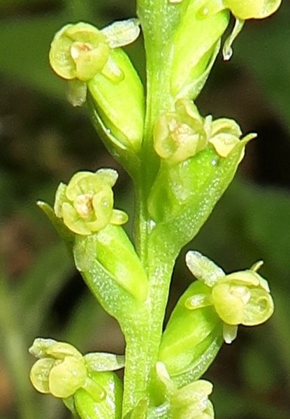 File:Platanthera chorisiana 3 (cropped).JPG