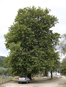 Example of P. orientalis Platanus orientalis tree, Thasos.jpg