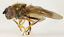 Platycheirus immarginatus, Багиллт, Северный Уэльс, июнь 2016 г. 2 - Flickr - janetgraham84.jpg