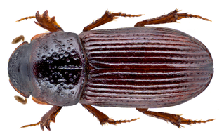 <i>Platytomus</i> Genus of beetles