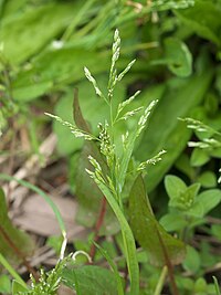 Poa crassinervis tukusisuzumenoktbr03.jpg