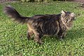 English: Male long-haired tabby cat Deutsch: Langhaar getigerter Kater