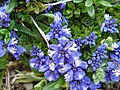 Polygala calcarea (Picos de Europa)