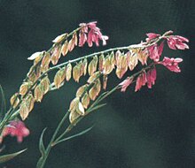 Polygala sinisica 01.jpg