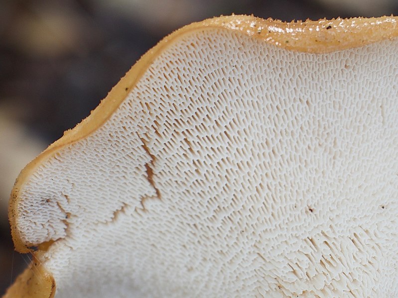 File:Polyporus tuberaster 31949230.jpg