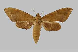 <i>Polyptychus girardi</i> Species of moth