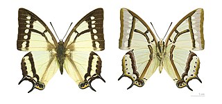 <i>Polyura narcaeus</i> Species of butterfly