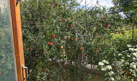 A Pomegranate Tree in Gilgit