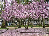 Magnolia