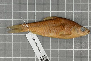 <i>Poropuntius tawarensis</i> Species of fish