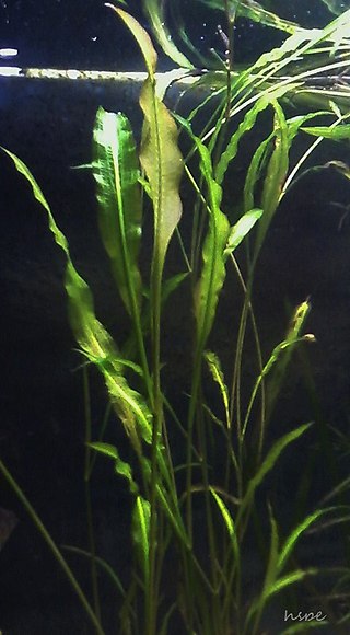 <i>Potamogeton wrightii</i> Species of aquatic plant