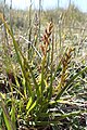 Prasophyllum colensoi New Zealand - Canterbury Tekapo