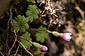 コイワザクラ Primula reinii