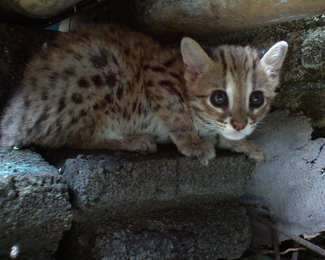 Sunda leopard cat