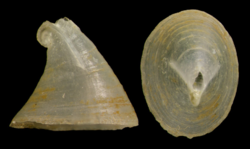 Profundisepta alicei (10.5852-ejt.2021.785.1605) Figure 6 (cropped).png