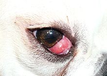 Close-up of a cherry eye Prolapsed gland of the third eyelid.JPG