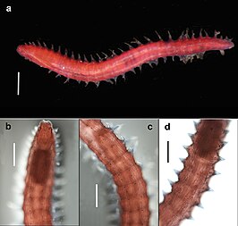 Prosphaerosyllis modinouae