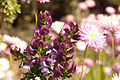 Prostanthera magnifica