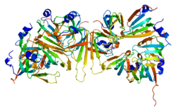 Ақуыз SNRPN PDB 1d3b.png