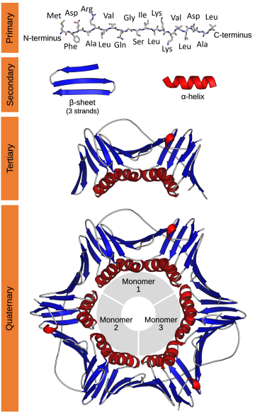 Struktur protein