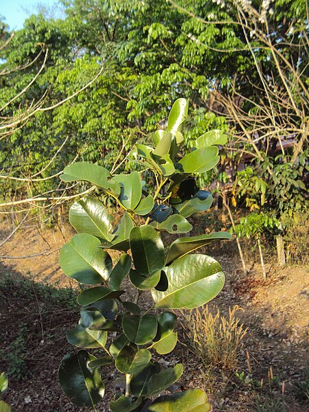 File:Pterocarpus santalinus.JPG