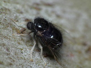 Acroceridae Family of flies