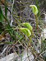 Pterostylis pedoglossa