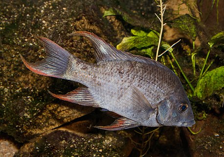 Mangarahara cichlid; Wilhelma, Stuttgart