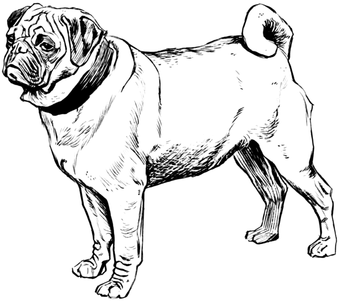 File:Pug 2 (PSF).png