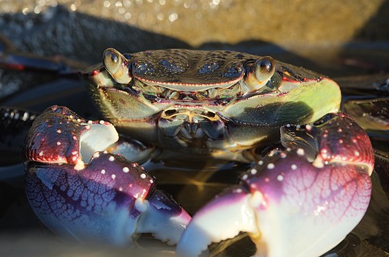 A purple rock crab with short eye stalks