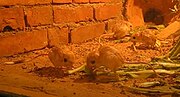 Thumbnail for Baluchistan pygmy jerboa