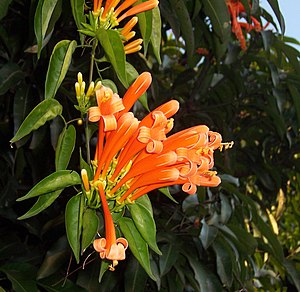 Pyrostegia venusta3.JPG