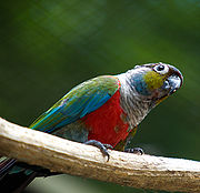 Šedozelený papoušek se žlutou tváří, tmavě fialovým čelem, jasně červenou spodní stranou a modrými křídly