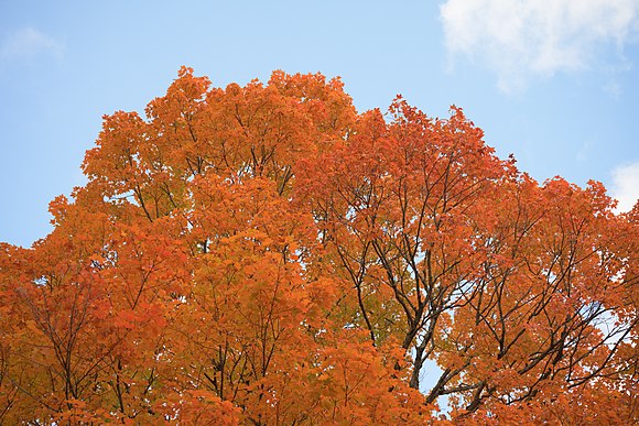 Autumnal scene with yellow, orange, and red leaves