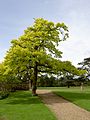 英国ウィルトシャー州ウィルトンハウスのGolden English Oak Quercus robur 'Concordia'。