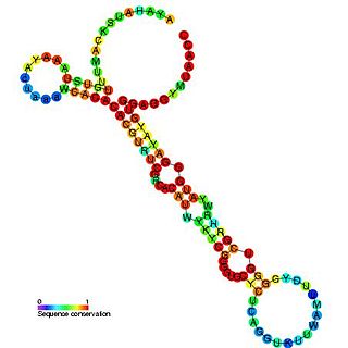 T44 RNA