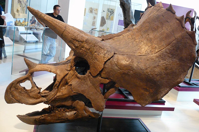 File:ROM 49 - Triceratops (14173105847).jpg