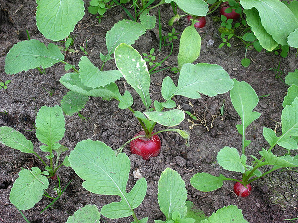 Growing radish plants