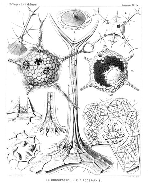 File:Radiolaria (Challenger) Plate 115.jpg